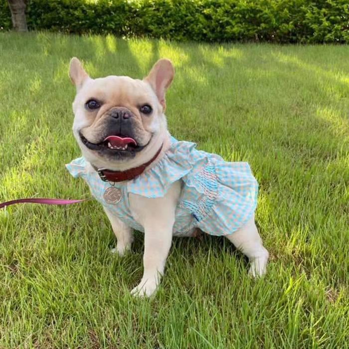 フレンチブルドッグ 服 フリフリ タンクトップ キャミソール 女の子