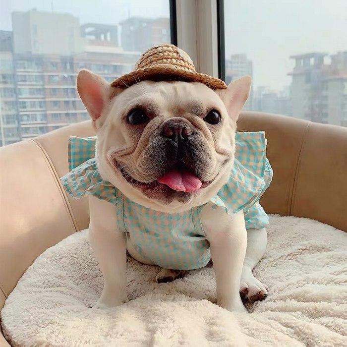 犬 フレブル フレンチブルドッグ パグ 服 チェック柄ワンピース