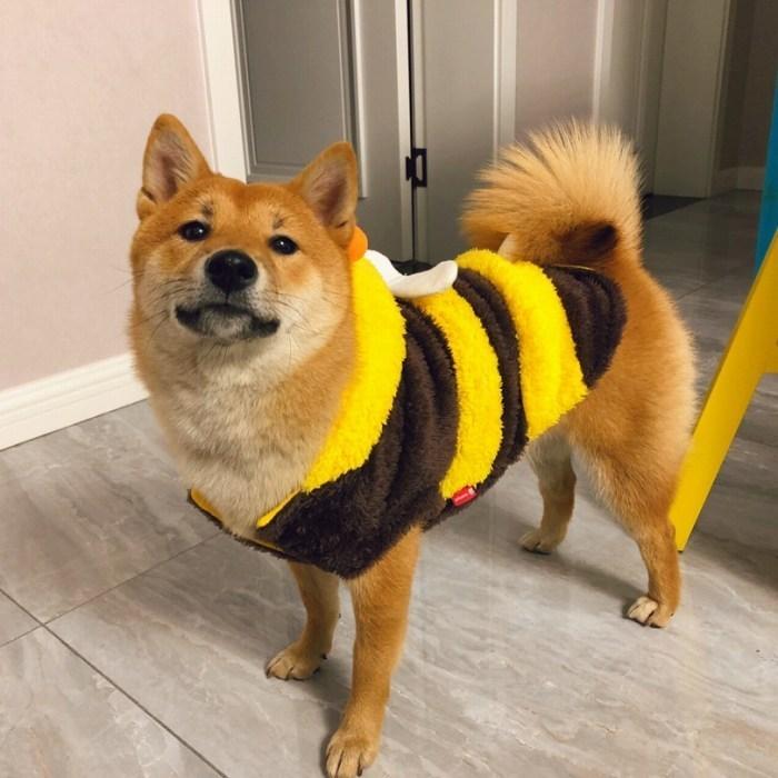 フレンチブルドッグ 中型犬 コスプレ 柴犬 犬服 おもしろ ドッグウェア ミツバチ 可愛い もこもこ イベント｜french-french｜12