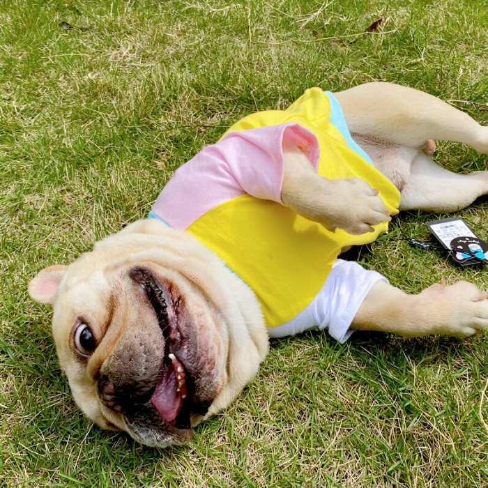 犬 春 夏服 中型犬 フレンチブルドッグ フレブル タンクトップ
