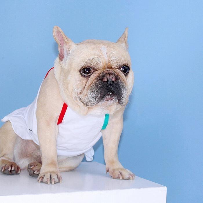 犬 春 夏服 中型犬 フレンチブルドッグ フレブル タンクトップ