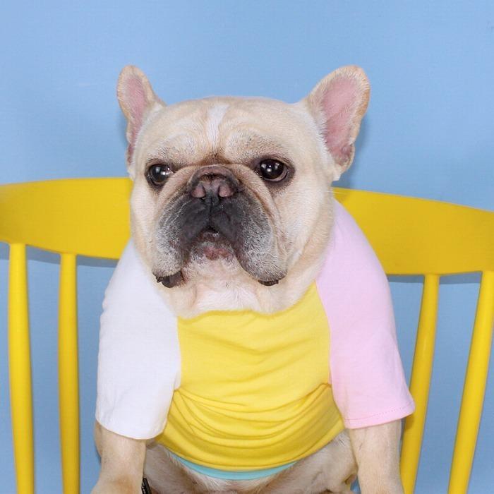 犬 春 夏服 中型犬 フレンチブルドッグ フレブル タンクトップ