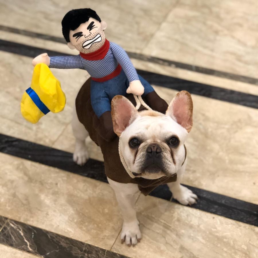 フレブル おもしろグッズ 変装 フレンチブルドッグ 服 コスプレ服 ハロウィン クリスマスプレゼント 小型犬 中型犬 大型犬 厚手 アウター 可愛い 防寒 Km560g Km560g French French 通販 Yahoo ショッピング