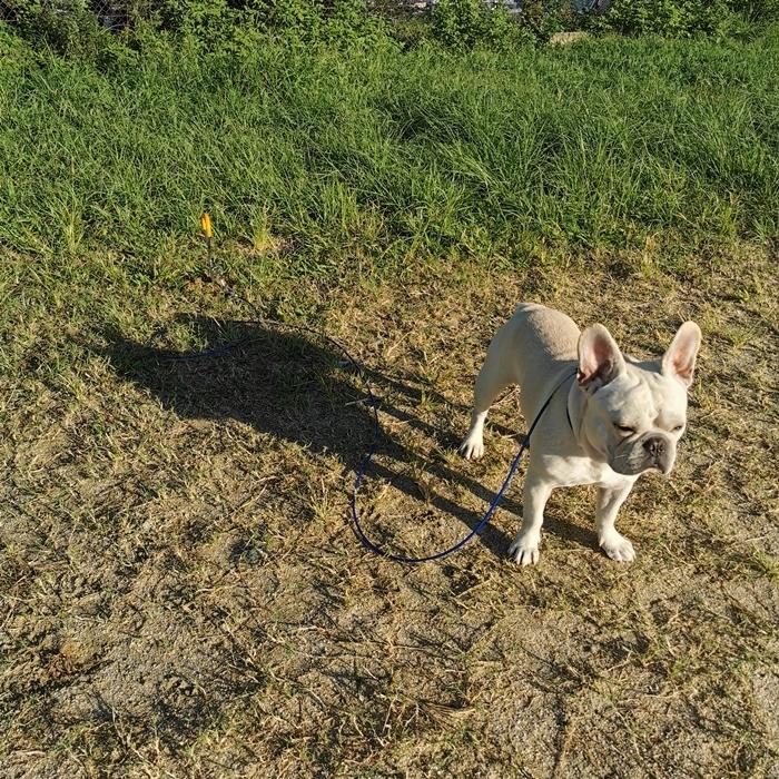 ドッグポール ワイヤーリードセット 埋め込み 係留ステッキ グラウンドアンカー ドッグアンカー ドッグフック 犬用品 キャンプ アウトドア 海遊び M651G｜french-french｜15