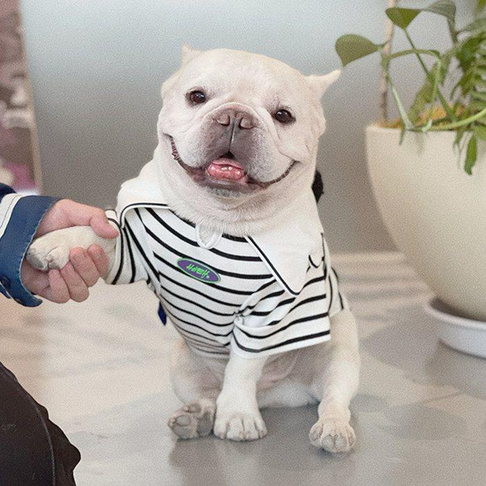 犬 フレンチブルドッグ 服 秋 冬 中型犬 小型犬 可愛い パンダ 白黒 襟