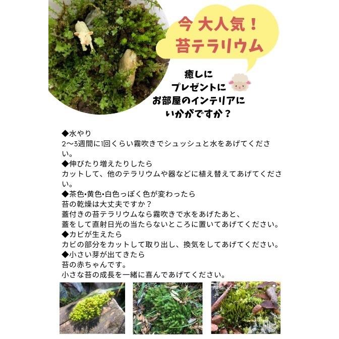 送料無料 沖縄 北海道除く 観葉植物 癒しの森 苔テラリウム F 324 Fresh マーケット 通販 Yahoo ショッピング