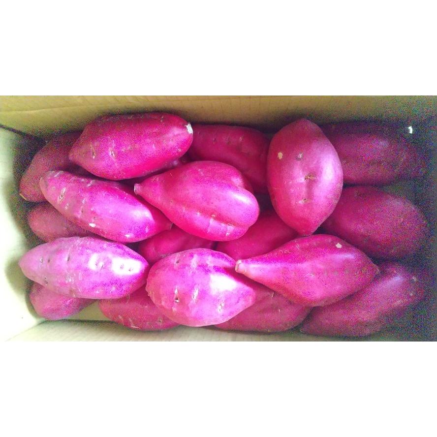 新芋できました 徳島県産 鳴門金時 店 さつまいも 5kg Lサイズ