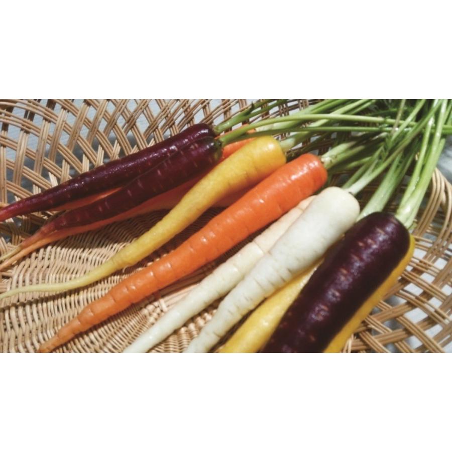 フレッシュグループ淡路島の彩りカラフルスティックニンジン ３色食べ比べ１２パックセット Carrot001 フレッシュグループ淡路島 通販 Yahoo ショッピング