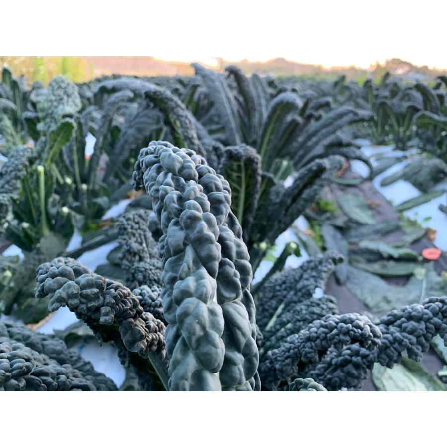 フレッシュグループ淡路島の香るハーブと彩り野菜セット　季節の１２〜１４種の厳選こだわり詰合わせ |  | 10