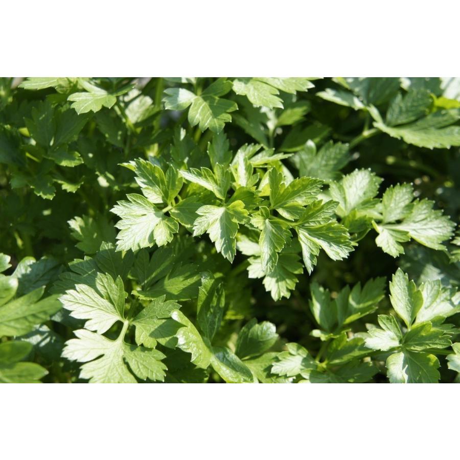 フレッシュグループ淡路島の香るハーブと彩り野菜セット　季節の１２〜１４種の厳選こだわり詰合わせ |  | 11