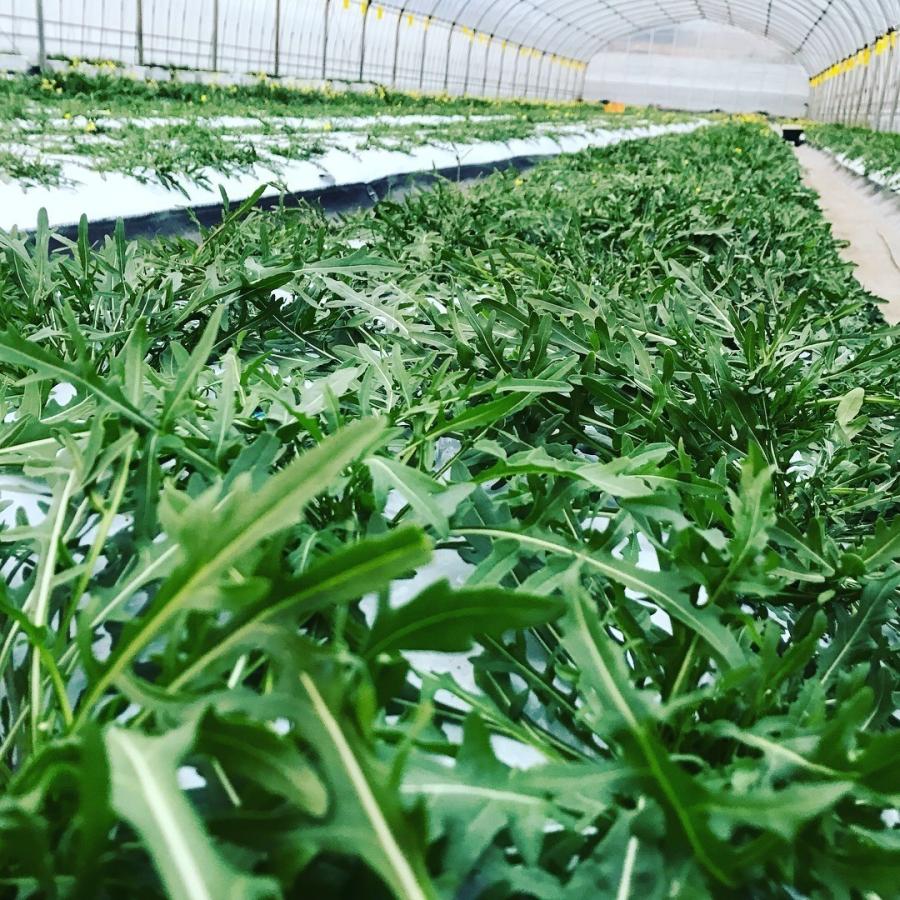 フレッシュグループ淡路島の香るハーブと彩り野菜セット　季節の１２〜１４種の厳選こだわり詰合わせ |  | 12