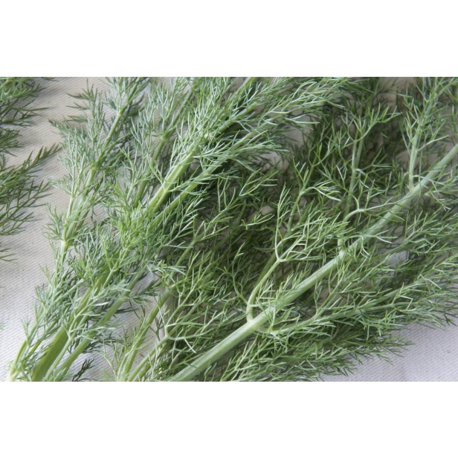 フレッシュグループ淡路島の香るハーブと彩り野菜セット　季節の１２〜１４種の厳選こだわり詰合わせ |  | 13