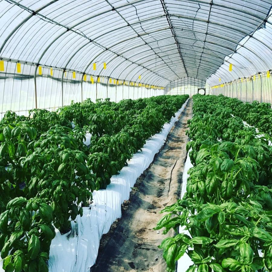 フレッシュグループ淡路島の香るハーブと彩り野菜セット　季節の１２〜１４種の厳選こだわり詰合わせ |  | 05