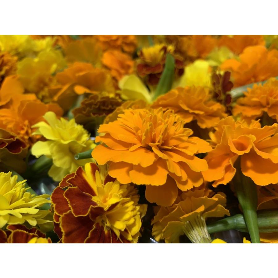 フレッシュグループ淡路島の香るハーブと彩り野菜セット　季節の１２〜１４種の厳選こだわり詰合わせ |  | 06