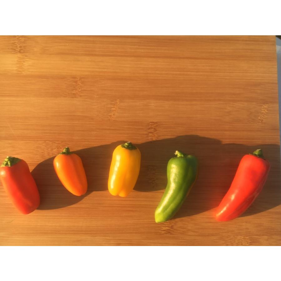 フレッシュグループ淡路島の香るハーブと彩り野菜セット　季節の１２〜１４種の厳選こだわり詰合わせ |  | 08