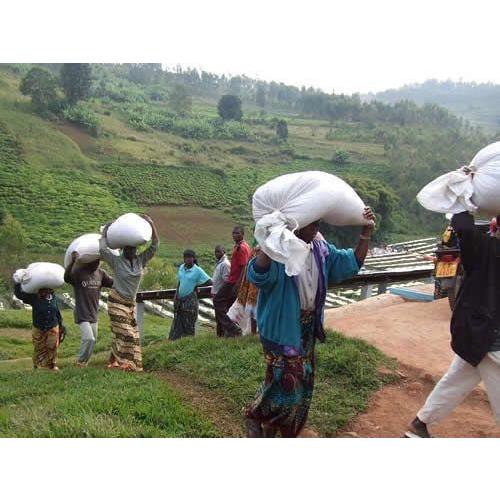 ドリップコーヒー コーヒー豆 ルワンダスカイヒルコプロカ 100g 珈琲 珈琲豆 コーヒー粉 スペシャルティコーヒー コーヒーギフト |  | 01