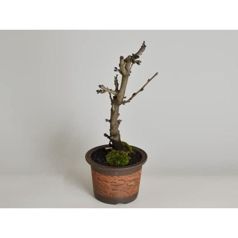 観葉植物 盆栽妙 藤 太幹 花 鉢植え フラワー 観葉植物 太幹 鉢植え 　盆栽妙