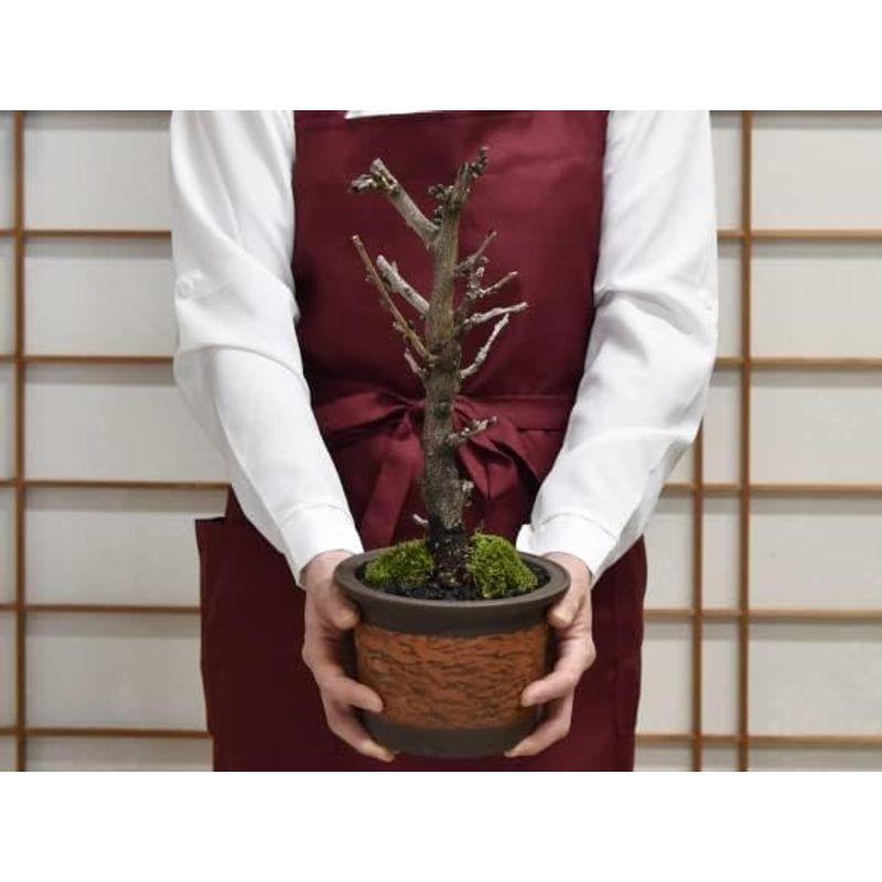 観葉植物 盆栽妙 藤 太幹 花 鉢植え フラワー 観葉植物 太幹 鉢植え 　盆栽妙