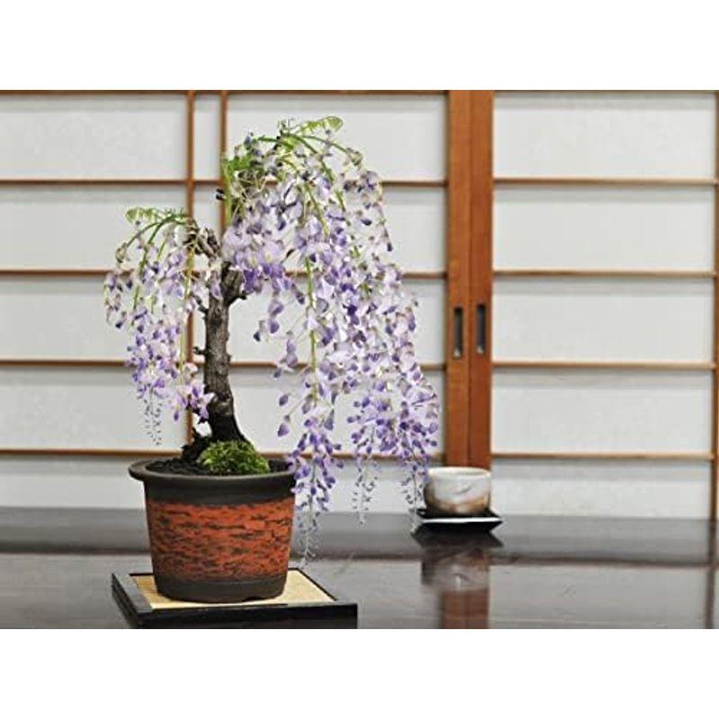 観葉植物 盆栽妙 藤 太幹 花 鉢植え フラワー 観葉植物 太幹 鉢植え 　盆栽妙