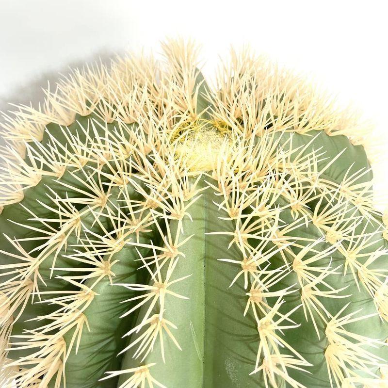 サボテン 金鯱風 (エキノカクタスグルソニー) 高さ84cm 幅56cm P04484B  