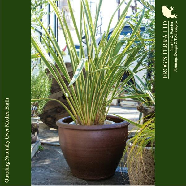 睡蓮深鉢 A-02M M TD-010M（直径50cm×H40cm）（水鉢/スイレン鉢/ビオトープ）（メダカ鉢/金魚鉢/水生植物/はす鉢）(和風/陶器/こげ茶/アジアン） |  | 02