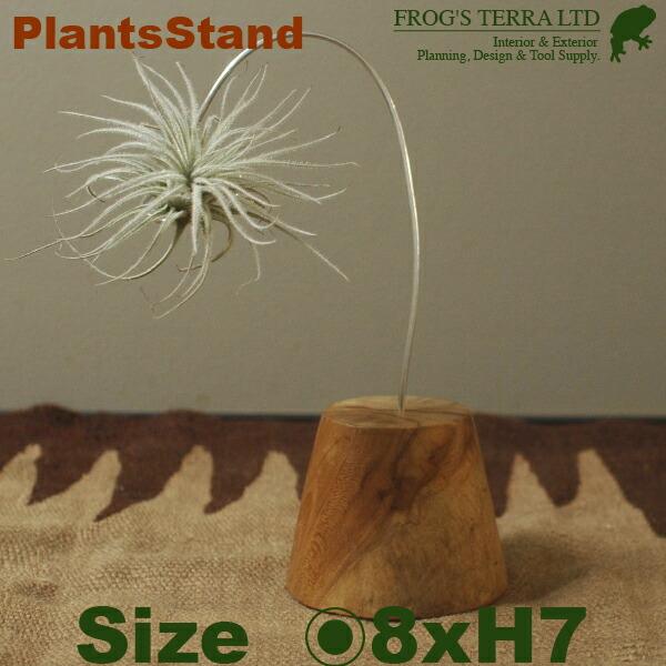 Air Plants Stand エアプランツスタンド（吊り飾り）（ガーデングッズ）（レアもの） | 