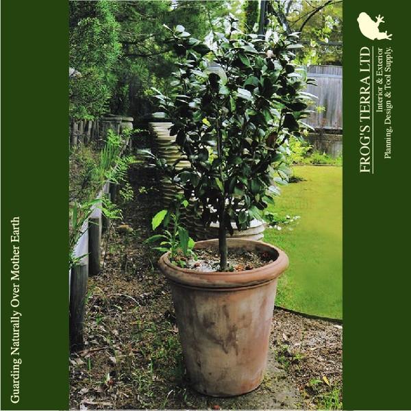 アルトポット ベノッチ  S ベノッチ（直径40cm×H43cm）（底穴あり）（陶器鉢/テラコッタ）（プランター/園芸/寄せ植え/ポット） |  | 01