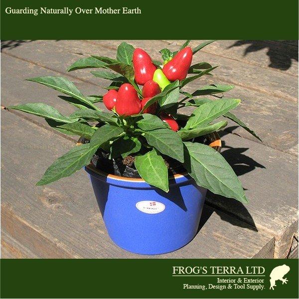 ブルーポット ドイツからの直輸入品 鉢カバー 3個セット（直径12.5cm×H9cm）（穴なし/陶器製） |  | 04