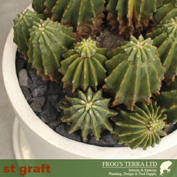 Stone Ware Ceramic C1301（直径24cm×H23cm）（底穴あり/受皿付）（陶器製）（プランター/サボテン/多肉/寄植/観葉鉢） |  | 05