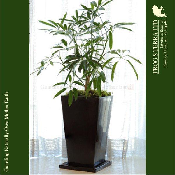 ジュノー白/ココアS・CB-26Wh/Co・角鉢Sサイズ穴有/受皿付8個セット（ロ9cm×H15cm）（底穴有）（陶器製）（観葉鉢） |  | 04