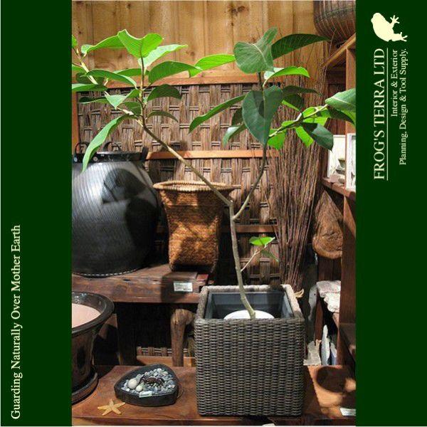 ウィッカーポット・キューブ・M・WP-003WC41E・インナーポット付・ウィーブンポット（ロ41cm×H41cm）（尺鉢不可）（底穴なし）（観葉植物用/プランター） |  | 04