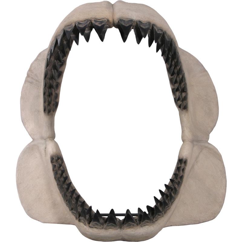 メガロドンジョーズの歯の化石 FRP恐竜オブジェ |  | 06