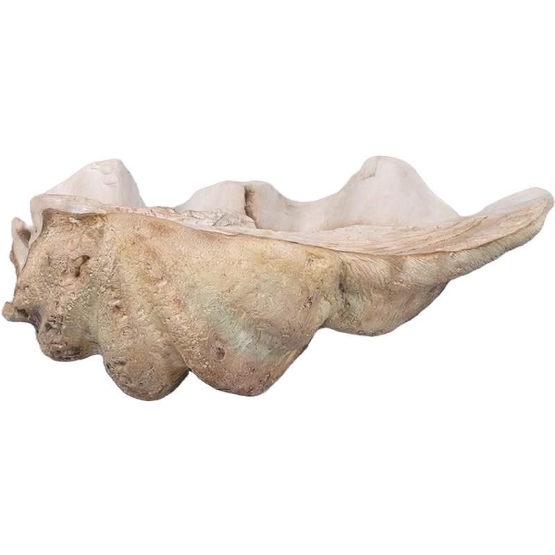 シャコ貝 FRPオブジェ : 日本最大級のFRP造形物オブジェ専門店カルナ