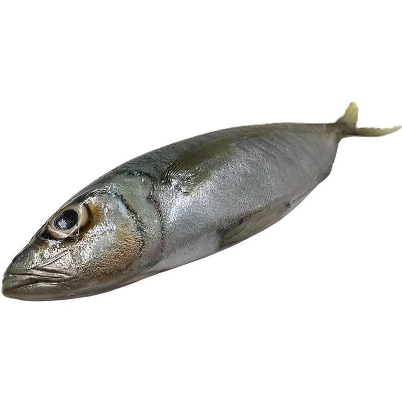 あじ アジ 鯵 実物大の生魚 食品サンプル 日本製 送料無料 |  | 01
