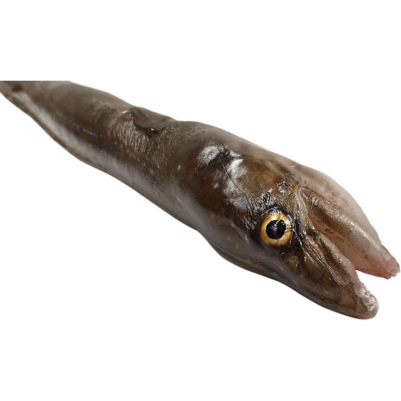 あなご アナゴ 穴子 実物大の生魚 食品サンプル 日本製 送料無料 |  | 02