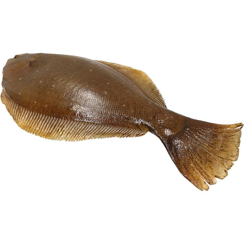 ひらめ ヒラメ 平目 実物大の生魚 食品サンプル 日本製 送料無料