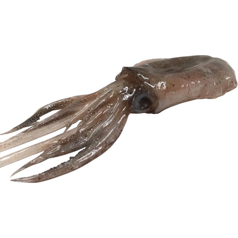 いかB イカ 烏賊 実物大の生魚 食品サンプル 日本製 送料無料 |  | 01