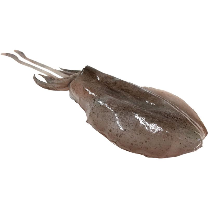 いかB イカ 烏賊 実物大の生魚 食品サンプル 日本製 送料無料 |  | 02