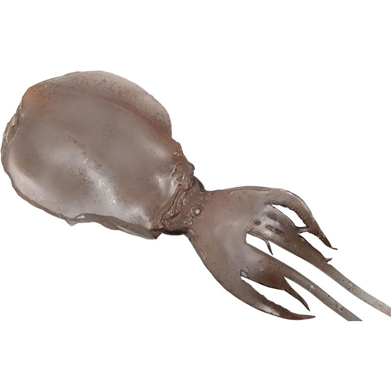 いかB イカ 烏賊 実物大の生魚 食品サンプル 日本製 送料無料 |  | 03