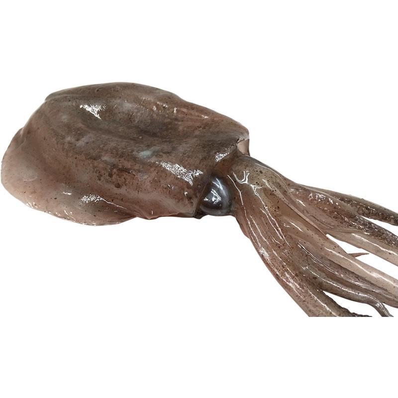 いかB イカ 烏賊 実物大の生魚 食品サンプル 日本製 送料無料 |  | 04