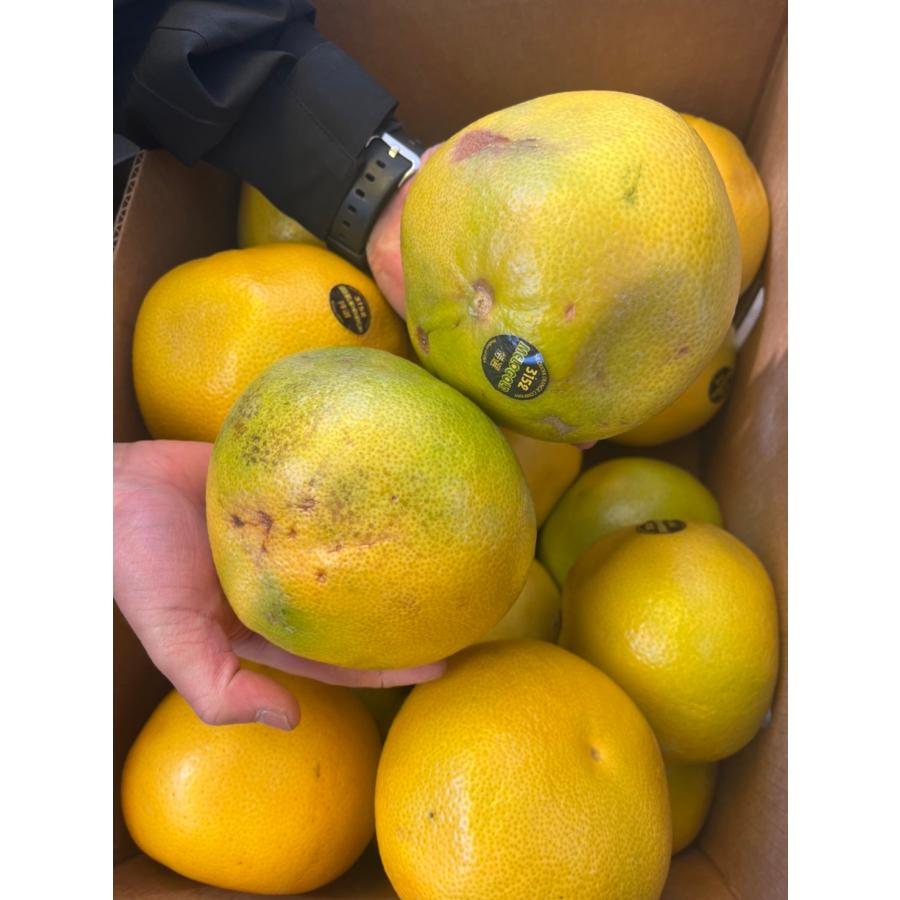 カリフォルニア産　メロゴールド　大きさおまかせ　約12kg　訳ありご家庭用 |  | 01