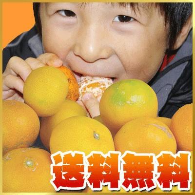 5kg×2で10kg 風のいたずら坊や 《温州みかん》傷あり・不ぞろい【送料