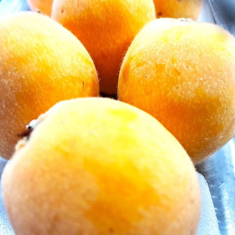 大豊作祝いのびわ500g 訳ありフルーツ 不揃い 枇杷 ビワ 旬の果物