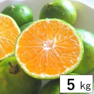 一番なり♪愛媛県産 極早生訳ありみかん5kg 送料無料 訳あり ミカン