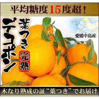 愛媛産 葉つき完熟デコポン4kg 送料無料 訳あり・不揃い コロナ ステイホーム応援 フルーツ 果物 くだもの みかん 柑橘類｜fruit-sunny