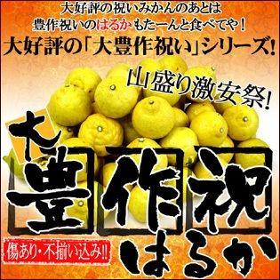 大豊作祝いのはるか 10kg 送料無料 訳あり・不選別 愛媛県産 大豊作祝いのはるか 10kg 送料無料 訳あり・不選別 愛媛県産