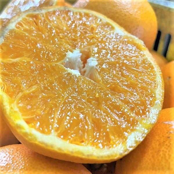 特に訳あり せとか 10kg 送料無料 愛媛県産 フルーツ 果物 くだもの