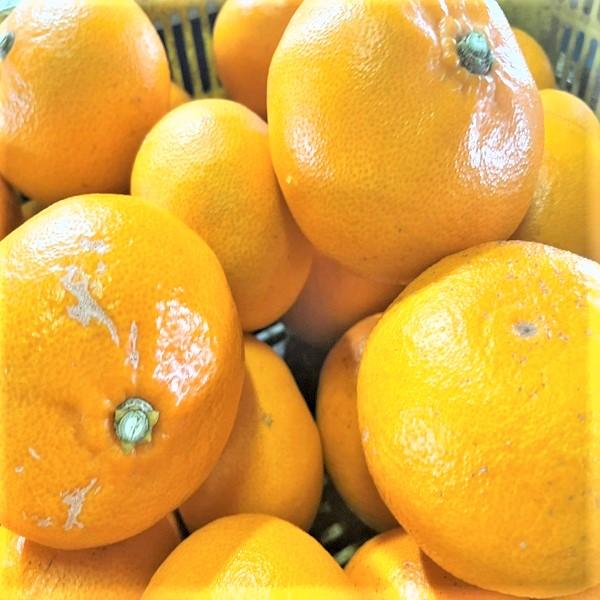 特に訳あり せとか 10kg 送料無料 愛媛県産 フルーツ 果物 特に訳あり せとか 10kg 送料無料 愛媛県産 フルーツ 果物