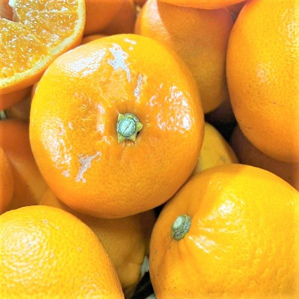 特に訳あり せとか 10kg 送料無料 愛媛県産 フルーツ 果物 特に訳あり せとか 10kg 送料無料 愛媛県産 フルーツ 果物