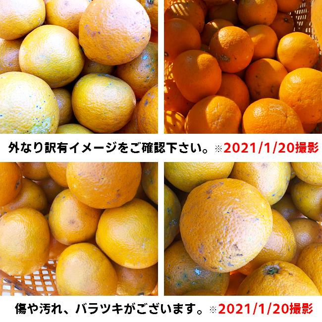 愛媛産 ご家庭用 農家さんもぐもぐ 外なり訳ありいよかん 10kg(+約0.5kg多め) 伊予柑 不揃い 傷 汚れ有 フルーツ 果物 くだもの みかん 柑橘類｜fruit-sunny｜03